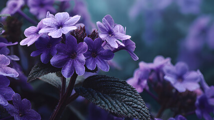 Realistic heliotrope flower with delicate clustered petals in vibrant purple tones on a clean natural background