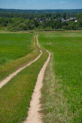 dirt road in a field with grain crops leading to the village