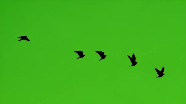 Silhouettes of birds flying in V-formation on a vibrant green screen, perfect for chroma key compositing, video editing, and VFX.