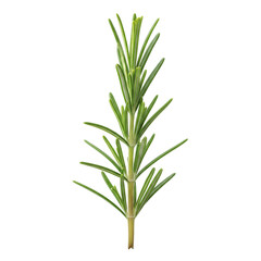 Fresh green rosemary sprig for cooking and aromatherapy