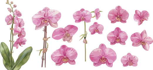 orchid watercolor clipart  © dian's