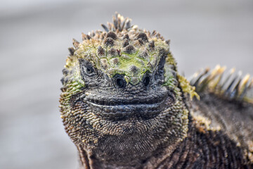 Animal species of the Galapagos Islands