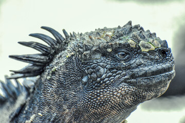 Obraz premium Animal species of the Galapagos Islands