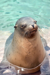 Obraz premium Animal species of the Galapagos Islands