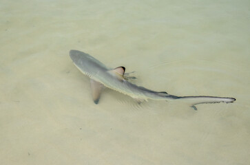 Animal species of the Galapagos Islands
