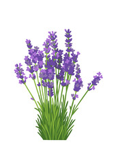 Fototapeta premium Lavender Flowers