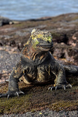 Animal species of the Galapagos Islands