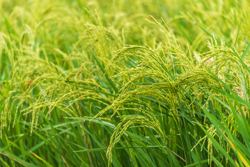 Vibrant green rice plants with developing grains in a lush paddy field under natural light, a symbol of agriculture and food production.