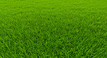 Vibrant green lush and healthy grass field texture background with soft focus and natural sunlight creating a serene and natural environment
