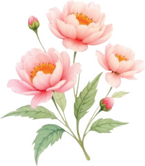 Vector art of a beautiful watercolor painting of three delicate pink peonies with green leaves and buds, isolated on a, showcasing a soft floral arrangement