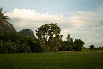 Obraz premium The sun's golden light streams down on the mountains in the middle of rice fields in the evening.