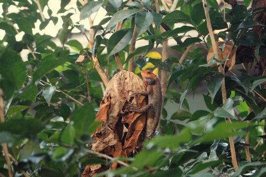 banana tree in thailand
