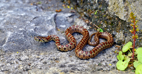 Leopard snake, European ratsnake // Leopardnatter (Zamenis situla) - Mani, Peloponnese, Greece