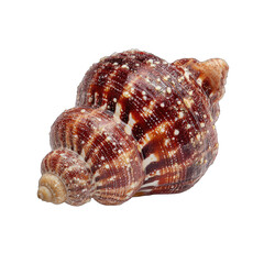 Obraz premium Close-up of a rounded seashell, mottled brown and white