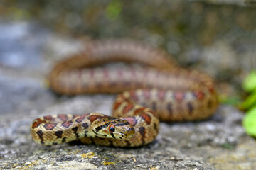 Leopardnatter // Leopard snake, European ratsnake (Zamenis situla) - Mani, Peloponnes, Griechenland