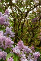 Obraz premium Purple and ping lilack flowers in green park