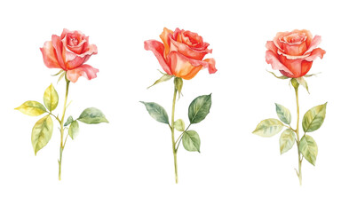 Obraz premium Vector art of three watercolor illustrations of coral roses with green leaves and stems, , showcasing delicate petals and natural beauty