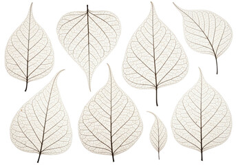Fototapeta premium Five to seven pale sepia-toned dried leaves, brittle with skeletal venation & crinkled texture, flat lay on white, soft studio light, concept of scientific observation and natural beauty