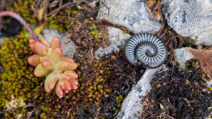 Textural dance: Spiral of life on a canvas of moss and stone.