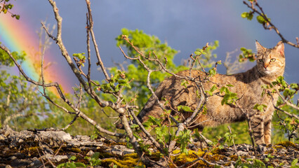Beautiful tabby cat watching from a hill with a rainbow in the sky