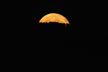 Vollmondaufgang über dem Schwarzwald, mit Baumsilhouette © Dominik Rueß