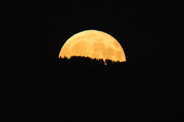 Vollmondaufgang über dem Schwarzwald, mit Baumsilhouette © Dominik Rueß