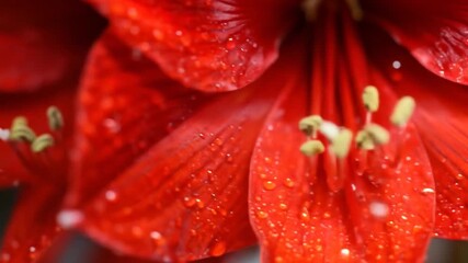 Closeup red flower petals with water drops - Powered by Adobe