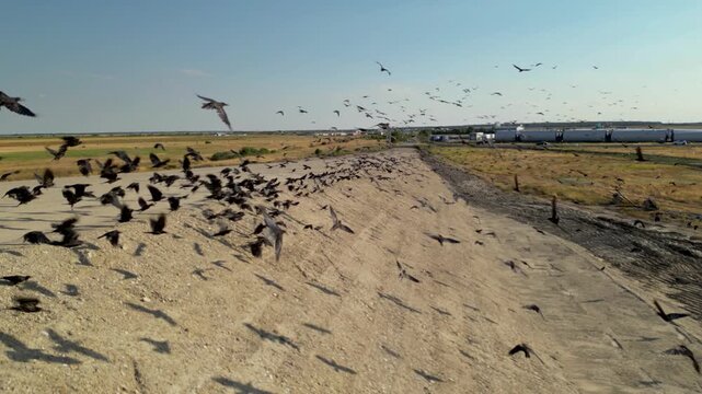 Slow motion footage of crows flocking around a brand new highway ramp and bridge. Shot of Ravens and birds flying around the fields and road on a sunny summer day. empty deserted and arid concept.
