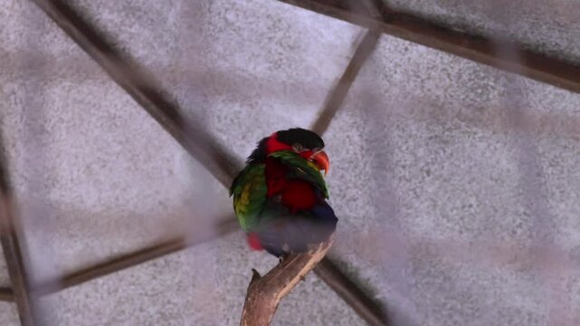 Black-capped Lory (Lorius lory) is a bird found in New Guinea. It's sleeping inside a zoo cage.