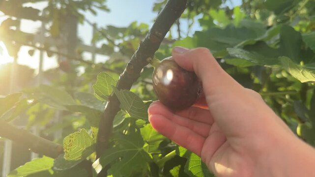 Human hand gently picking up ripe fig fruit from tree branch in sunny outdoor garden, concept of organic farming, harvest, healthy eating, Mediterranean lifestyle, and natural food close-up.