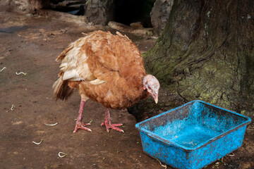 Bourbon Red turkey (Meleagris gallopavo) is a red and brown domestic bird from Kentucky, America. It's walking around while eating some corn.