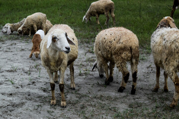 A flock of sheep in a rural environment
