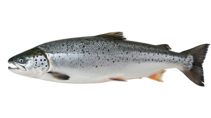 Obraz premium salmon fish isolated on transparent white background 