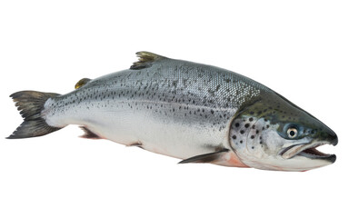 salmon fish isolated on transparent white background 