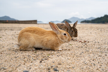 大久野島のうさぎ 広島県竹原市