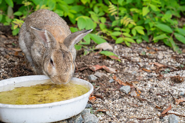大久野島のうさぎ 広島県竹原市