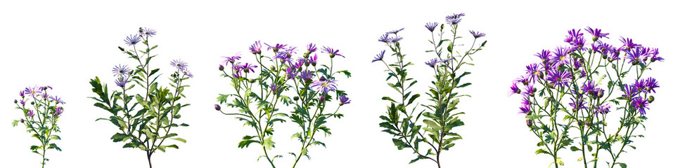 Naklejka premium Set of Brachyscome angustifolia and Osteospermum fruticosum isolated png on a transparent background perfectly cutout high resolution 