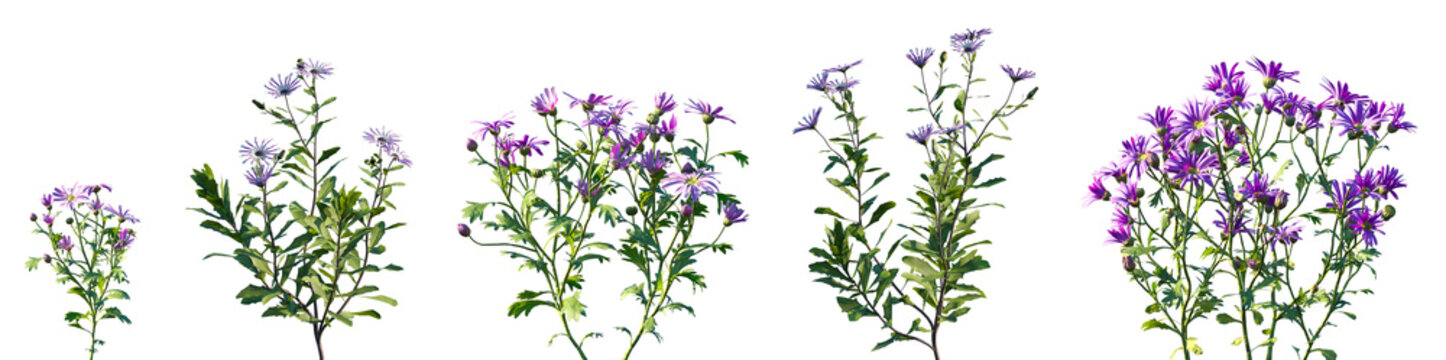 Set of Brachyscome angustifolia and Osteospermum fruticosum isolated png on a transparent background perfectly cutout high resolution	