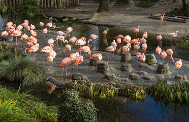 Flamingos Zoo Zürich