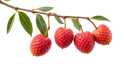 Fresh, vibrant, and juicy red fruits hanging from branch with green leaves, showcasing their unique texture and color