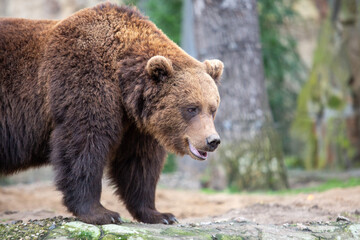 Braunbär im Zoo