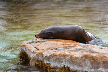 Seelöwe im Zoo