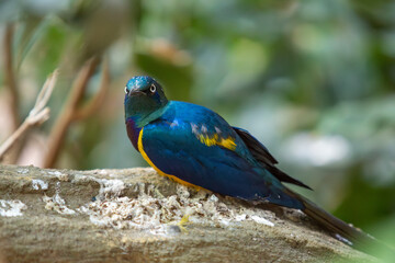 Königsglanzstar im Zoo