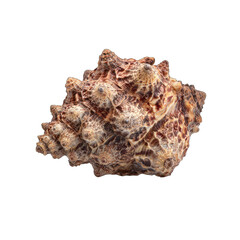 Close-up of a sea shell, intricate patterns, rich brown tones