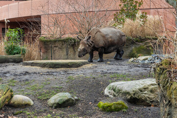 Nashorn berliner zoo