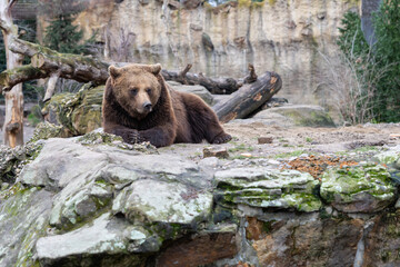 Braunbär im Zoo