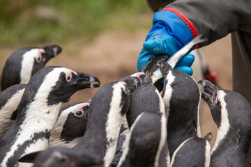 Pinguinfütterung im Tierpark Berlin