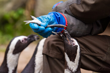 Pinguinfütterung im Zoo