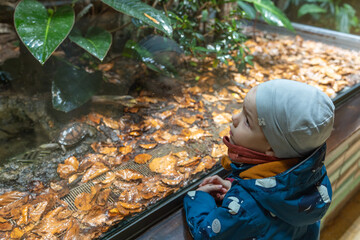 Kind staunt vor einem Terrarium