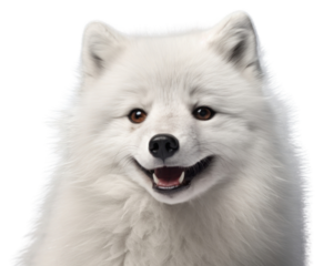 PNG Arctic fox portrait mammal animal.